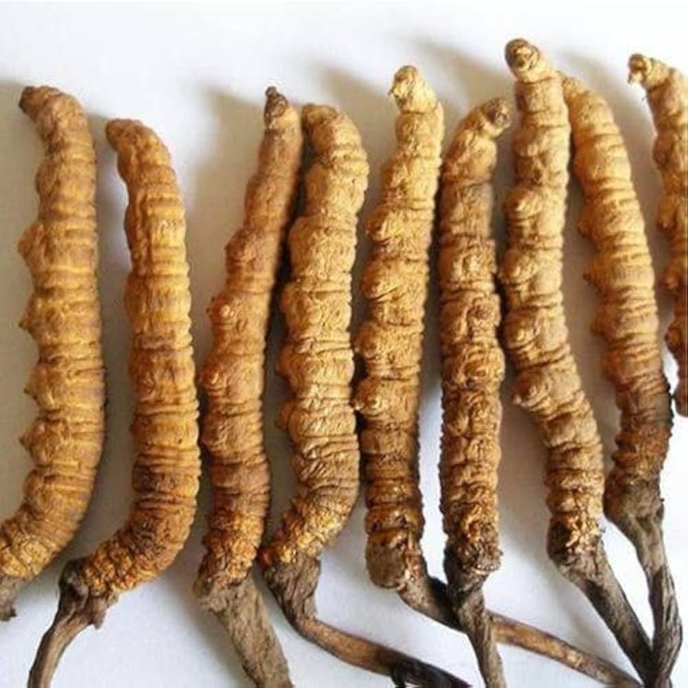 Yarsagumba